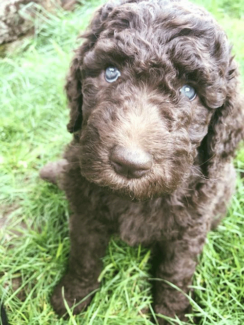 chocolate labradoodle with blue eyes