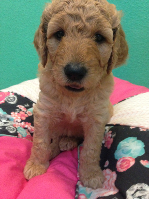 Rare 3rd Generation Goldendoodle Puppy Red