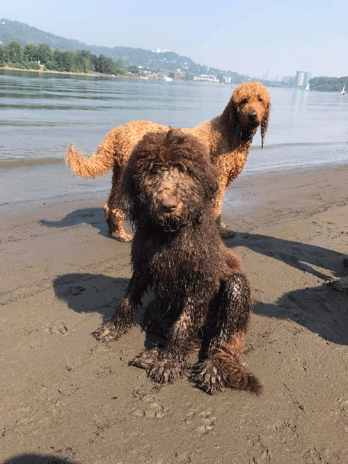 4th generation goldendoodle puppies