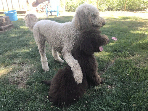 4th generation goldendoodle puppies