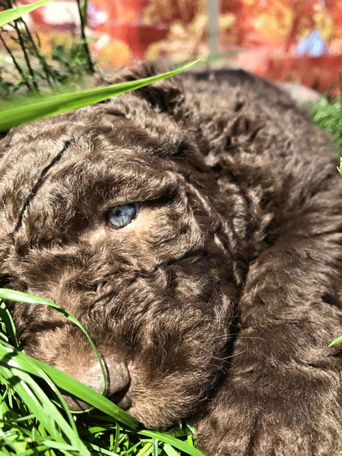 4th generation goldendoodle puppies