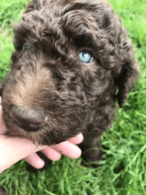 4th generation goldendoodle puppies