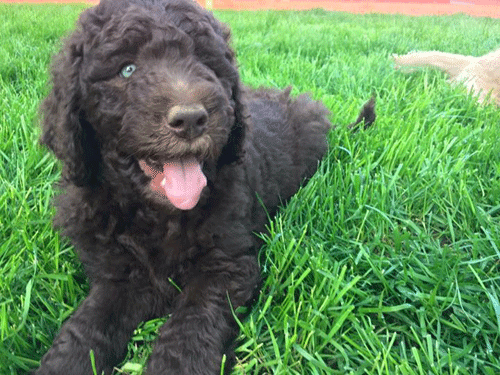 4th generation goldendoodle puppies