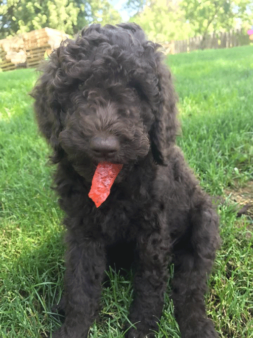 4th generation goldendoodle puppies