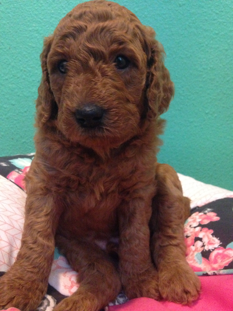 Rare 3rd Generation Goldendoodle Puppy Blue