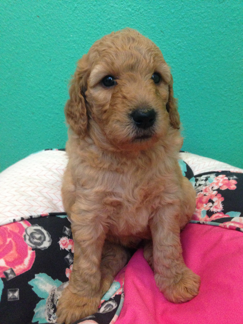 Rare 3rd Generation Goldendoodle Puppy Green