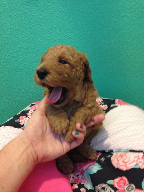 Rare 3rd Generation Goldendoodle Puppy Pink