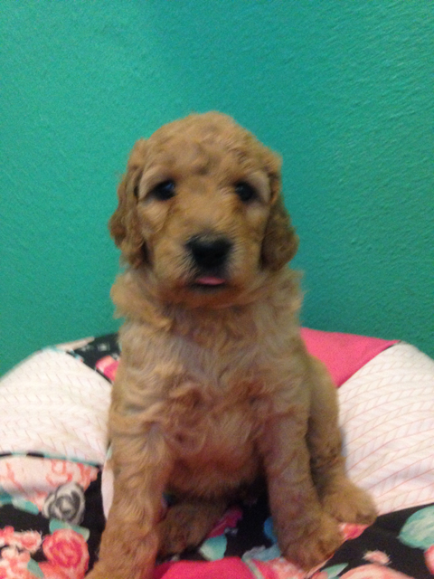 Rare 3rd Generation Goldendoodle Puppy Yellow