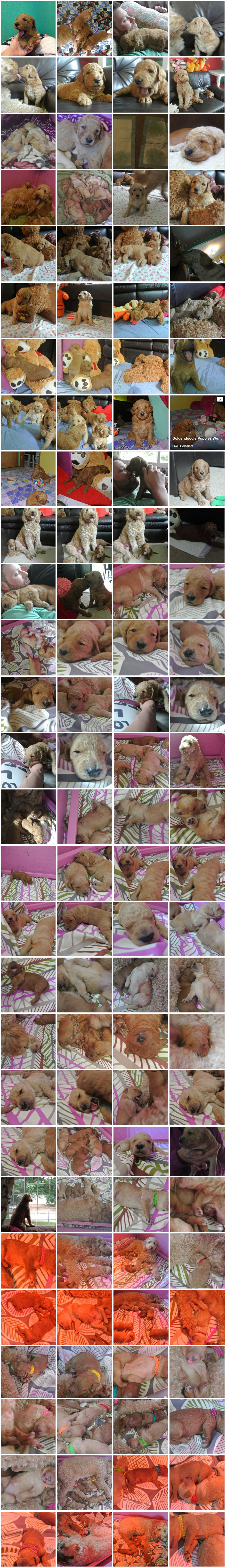 3rd Generation Goldendoodle Puppies for Sale