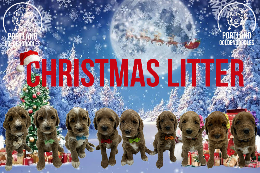 goldendoodle puppies portland oregon