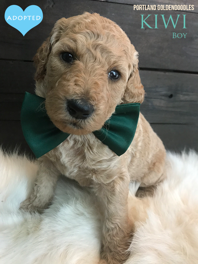 Multi Generation Goldendoodle Puppies For Sale