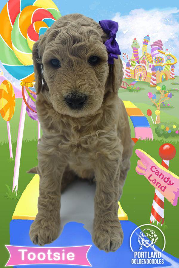 MultiGeneration Goldendoodle Puppies for Sale and Adoption in Portland