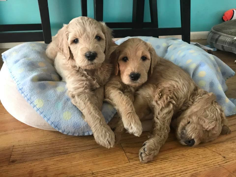 Goldendoodle Puppies For Adoption In Ct Labradoodle