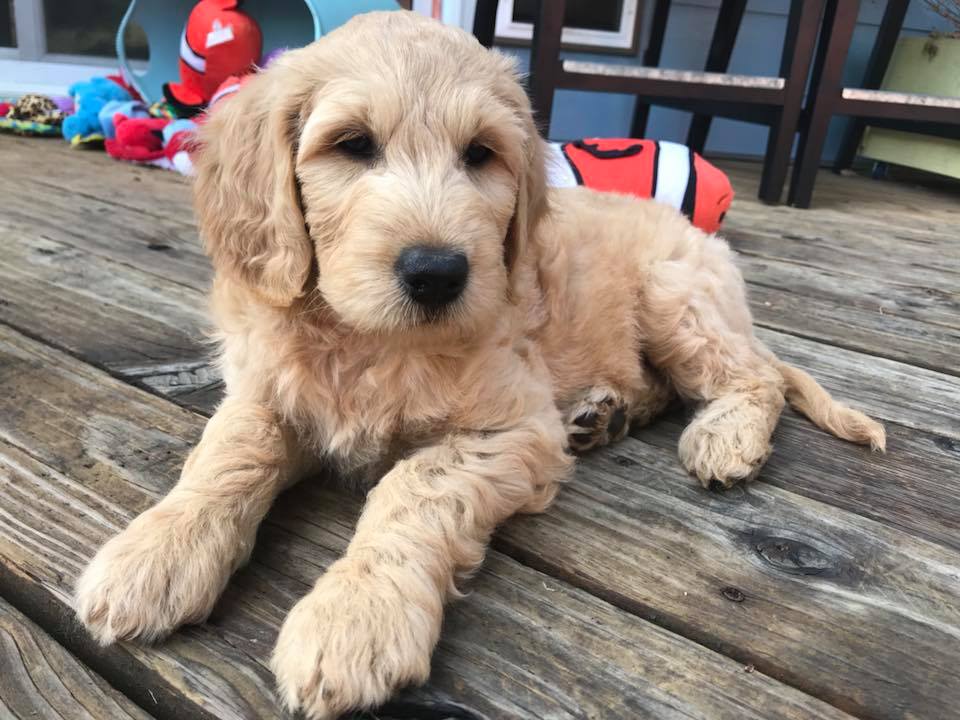 Goldendoodle Puppies in Portland, Oregon for Adoption