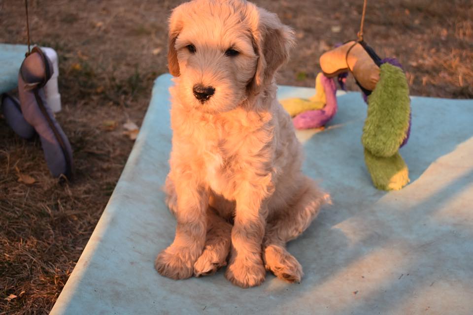 Goldendoodle Puppies in Portland, Oregon for Adoption